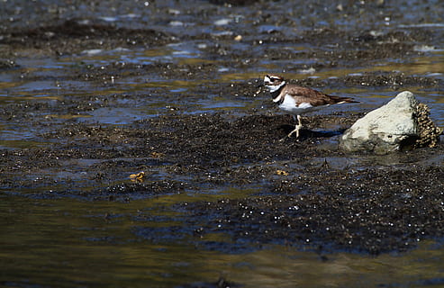 killdeer, plover, b, bird, nature, wildlife, shorebird, brown HD wallpaper