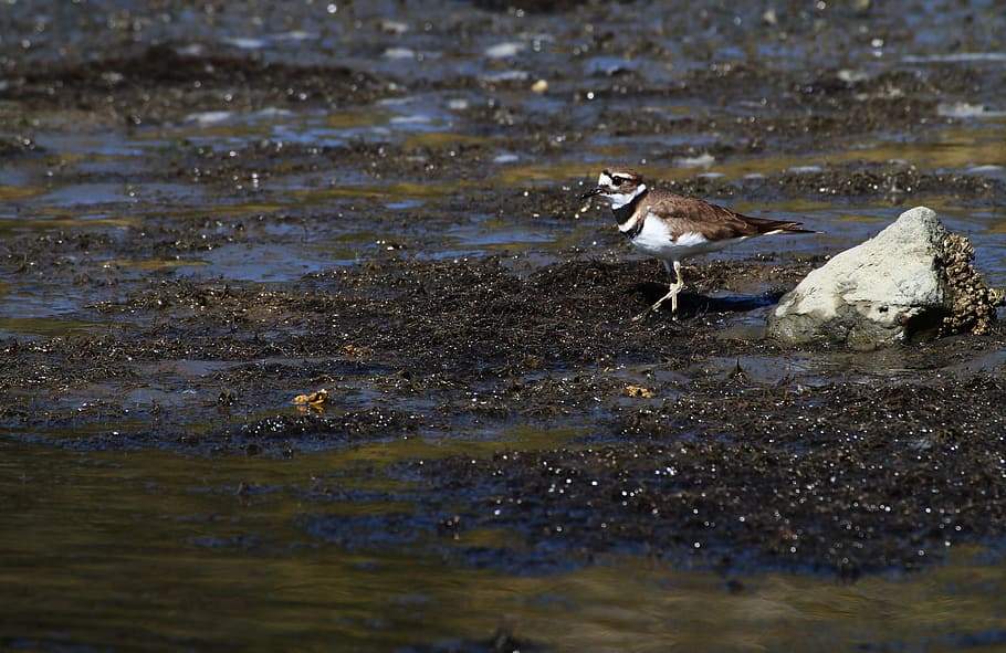 killdeer, plover, b, bird, nature, wildlife, shorebird, brown HD wallpaper