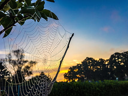 Dew, Cobweb, Yellow, Blue, summer, sky, nature, morgentau, spider HD wallpaper