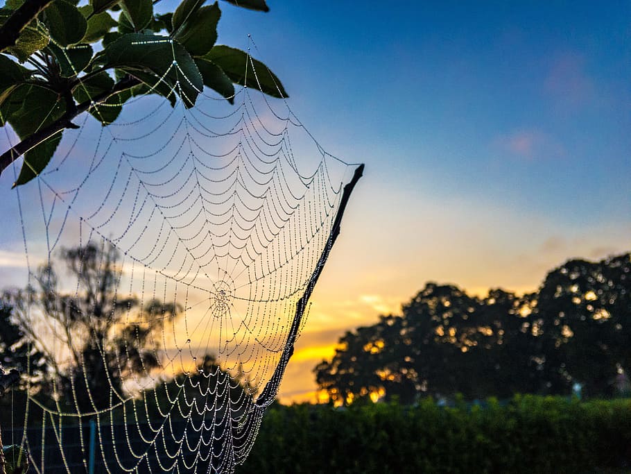 Dew, Cobweb, Yellow, Blue, summer, sky, nature, morgentau, spider HD wallpaper