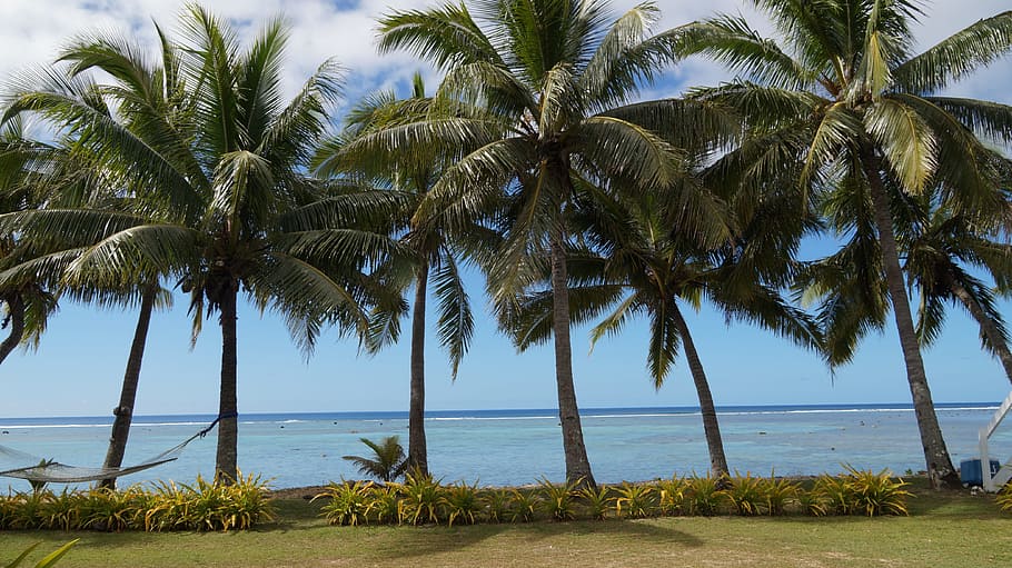 cook island, beach, south pacific, tropical climate, palm tree