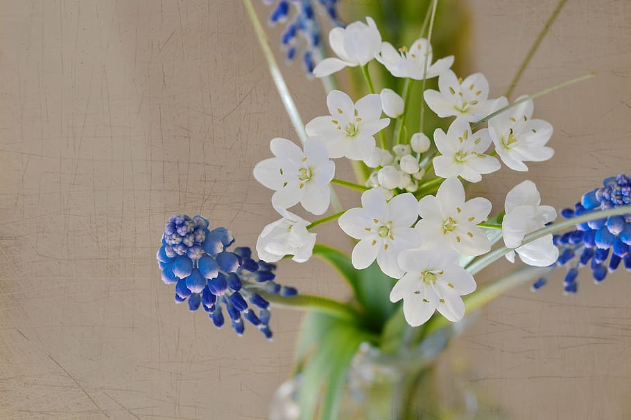 closeup photography of white and blue petaled flowers, bouquet HD wallpaper