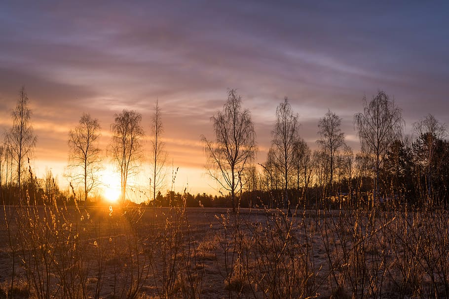 grass, nature, sun, rise, spring, sunny, sunlight, morning HD wallpaper