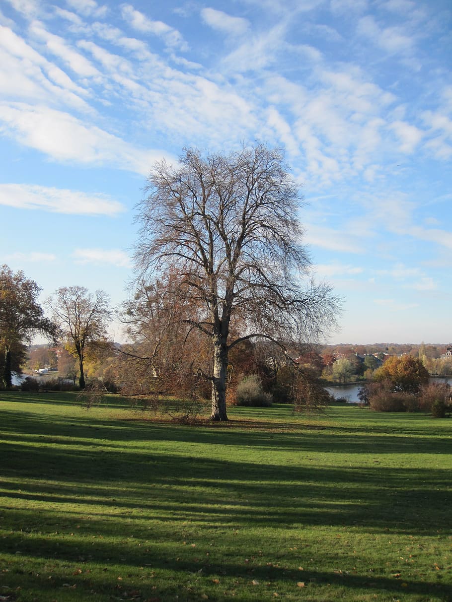 autumn, tree, meadow, plant, tranquil scene, sky, landscape HD wallpaper