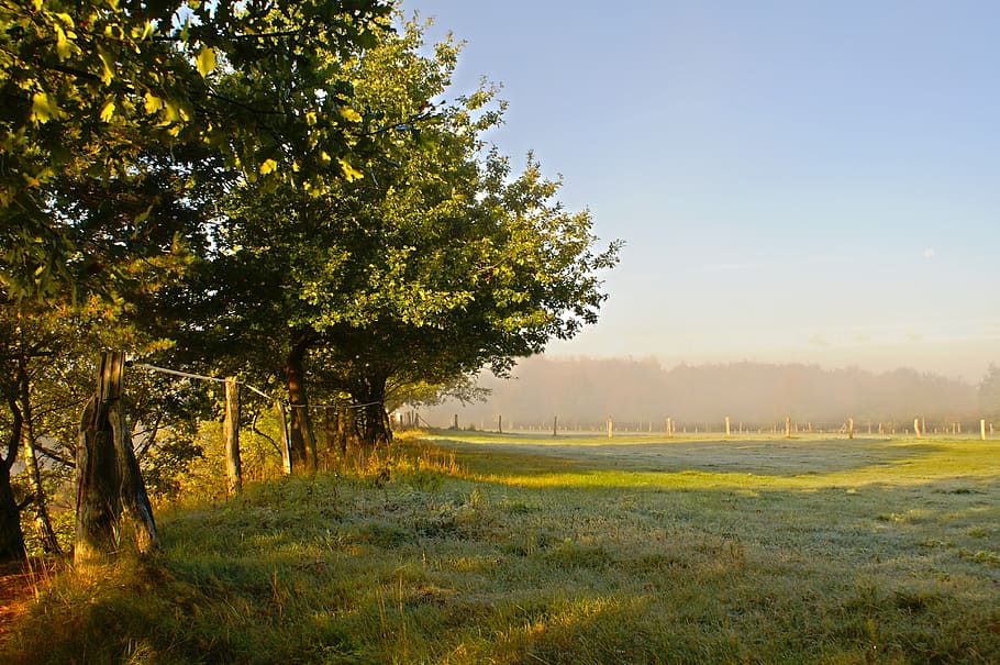 meadow, grass, nature, trees, morning, plant, tranquility, beauty in nature HD wallpaper