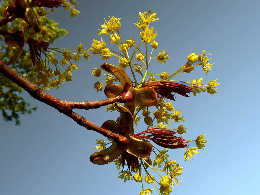 maple, spring, tree, nature, branch, leaf, fruit, plant, growth HD wallpaper