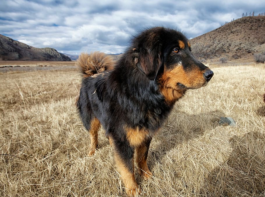 adult black and tan Tibetan mastiff, dog, mongolia dog, meadow, HD wallpaper