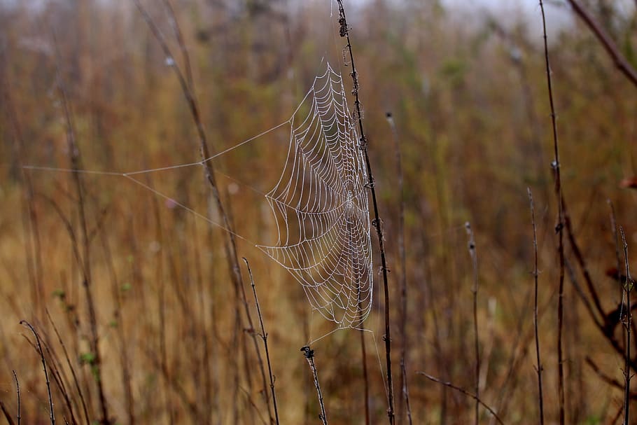 spider web, wet, hooked, place, dew, drops, nature, plant, focus on foreground HD wallpaper
