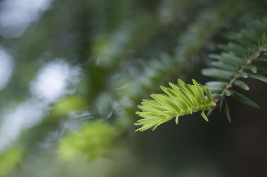 cedar, leaves, life, plant, growth, beauty in nature, freshness HD wallpaper