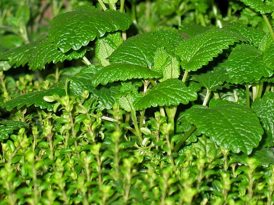 Herbs, Mint, Thyme, Plant, Green, Leaves, garden, nature, aroma HD wallpaper