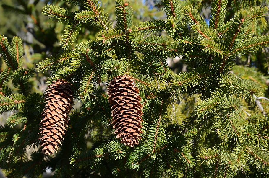 cones, forest, pine, tree, plant, growth, beauty in nature HD wallpaper