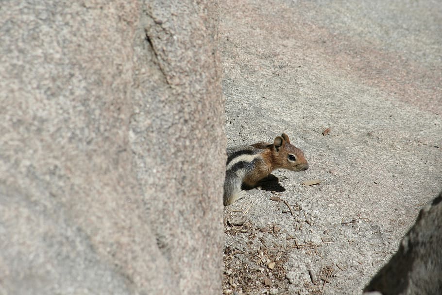 chipmunk, critter, creature, animal, cute, wildlife, squirrel HD wallpaper