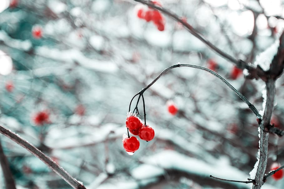 cherry, red, fruit, food, sweets, dessert, branches, plant HD wallpaper