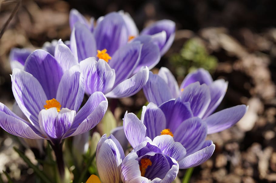crocus, spring, spring awakening, flowers, bloom, blue, harbinger of spring HD wallpaper