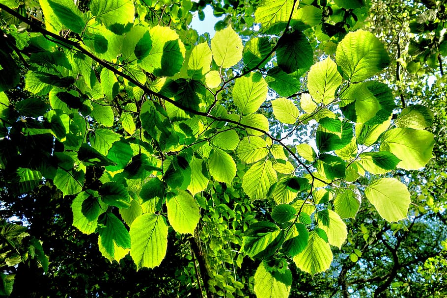 forest, tree, branch, leaf, leaves, foliage, outdoor, summer HD wallpaper