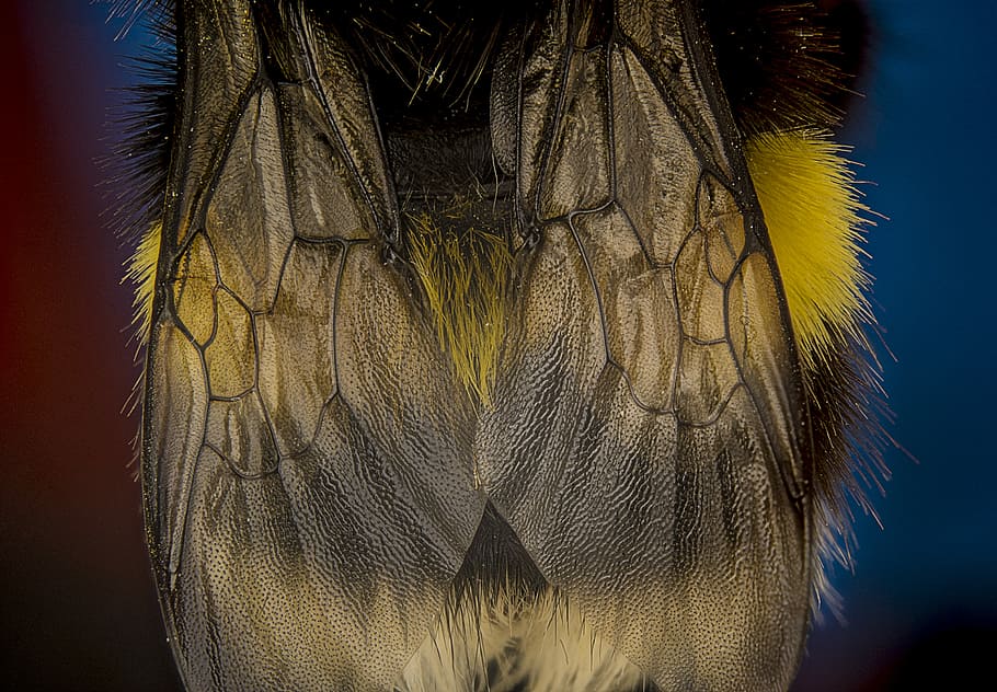 selective focus photography of bumble bee, closeup photo of brown wing HD wallpaper