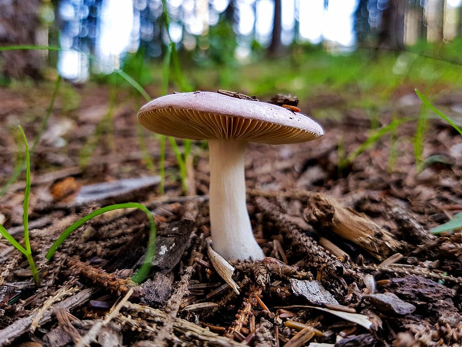 mushroom, forest, terry, fungus, edible mushroom, toadstool HD wallpaper