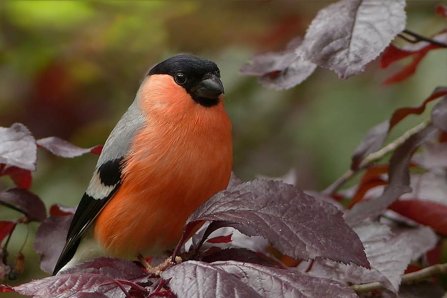 orange and black feather bird on brown plant, bullfinch, sitting HD wallpaper