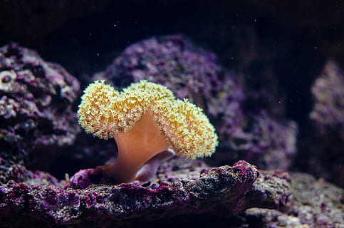 Close Up Photography of Coral Reef, close-up, corals, deep, echinoderm HD wallpaper