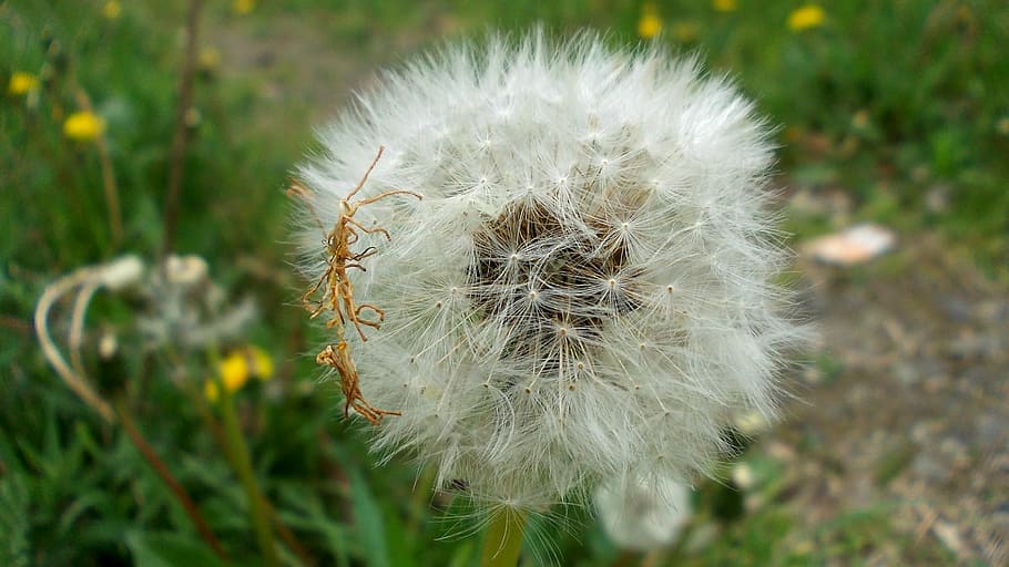 dandelion, macro, seeds, wind, the delicacy, plant, flower HD wallpaper