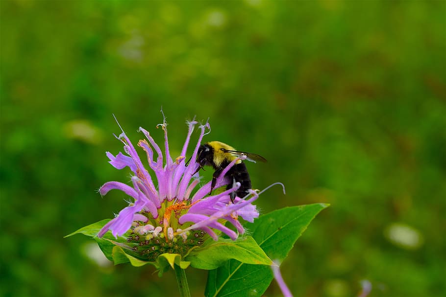 bee, bumble bee, flower, insect, nature, animal, yellow, wing HD wallpaper