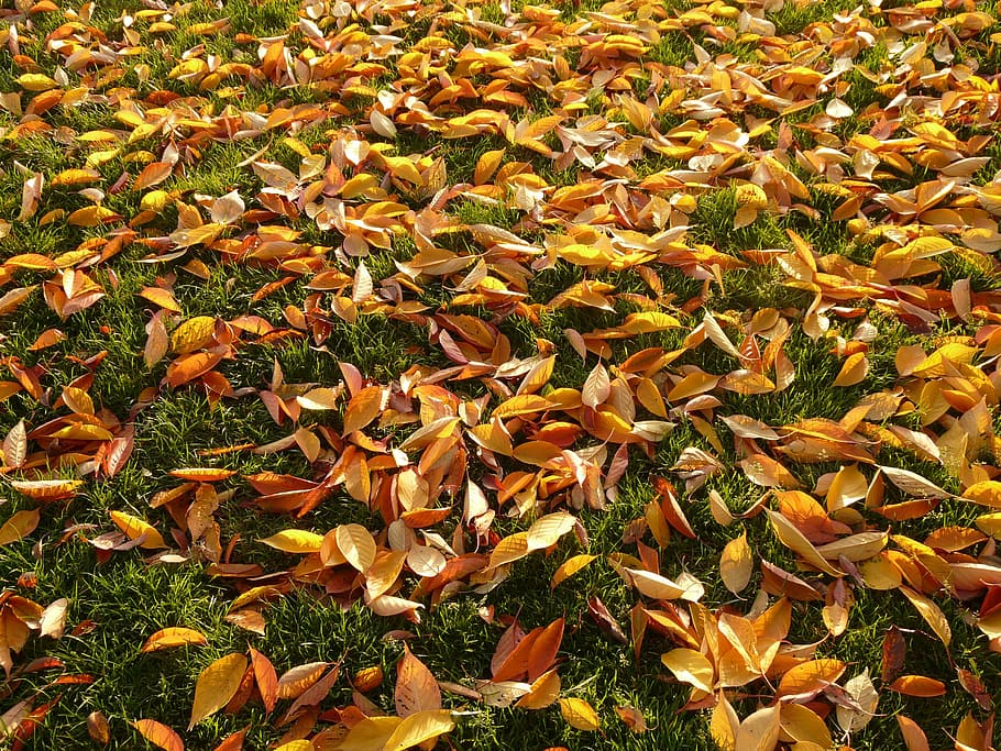 Leaves, Meadow, cherry sheets, autumn, park, covered, nature HD wallpaper