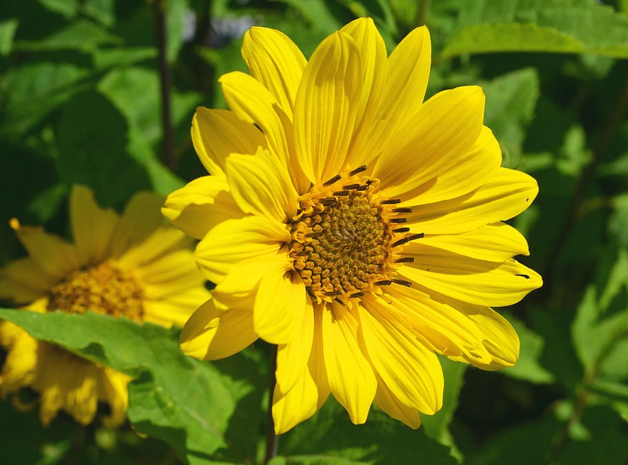 blossom, bloom, yellow, composites, asteraceae, nature, summer HD wallpaper