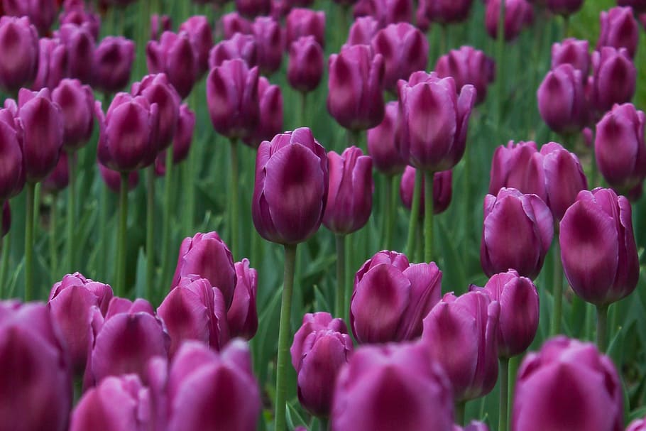 tulips, grass, flowers, spring, beauty, purple, flowering plant HD wallpaper