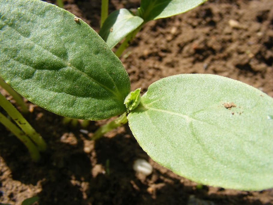 cucumber, earth, germination, green, ground, leaf, peels, young HD wallpaper