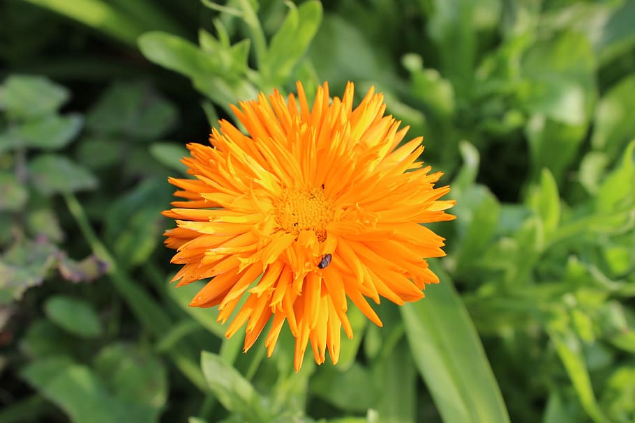 flowers, marigold, flowering plant, freshness, beauty in nature HD wallpaper