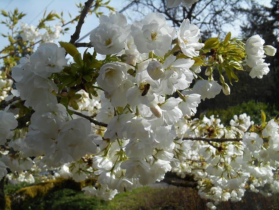 cherry, tree, blossoms, bee, insect, garden, spring, beauty HD wallpaper