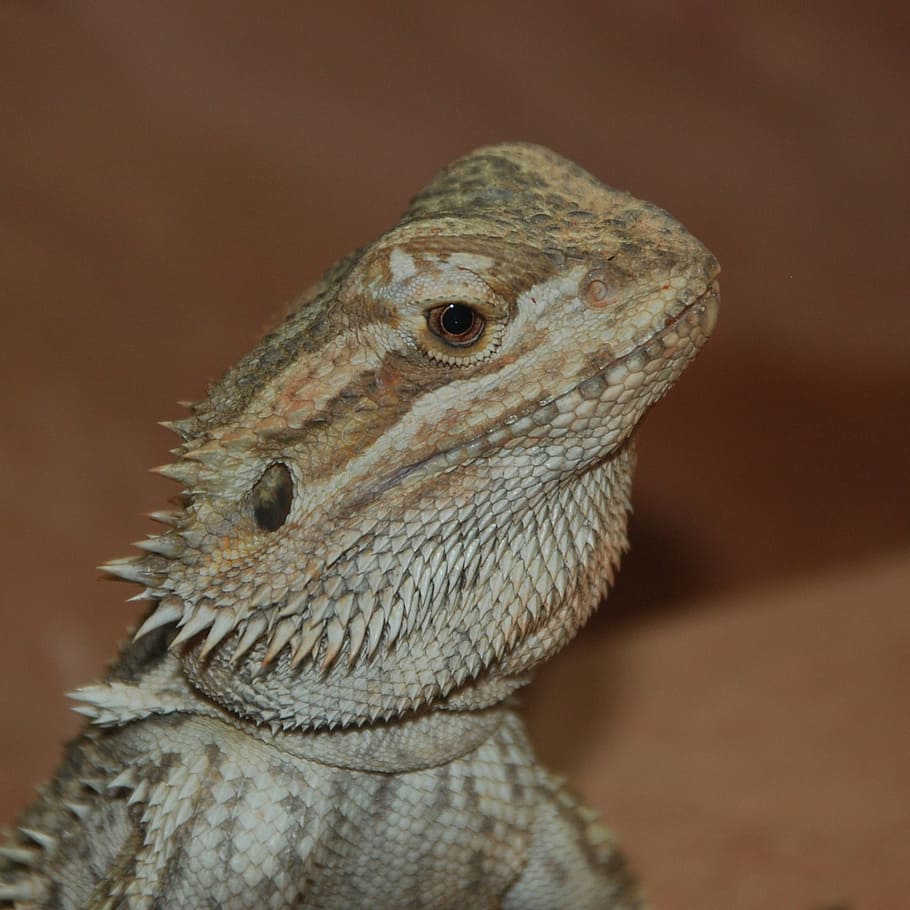lizard, scale, spur, head, reptile, zoo, nature, creature, terrarium HD wallpaper