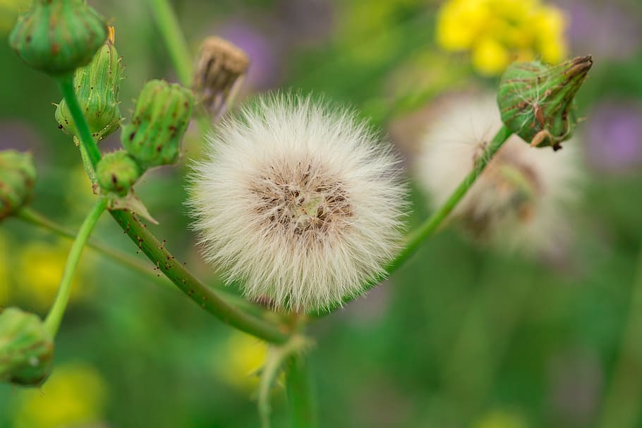 flower, dandelion, plant, close-up, freshness, fragility, growth HD wallpaper