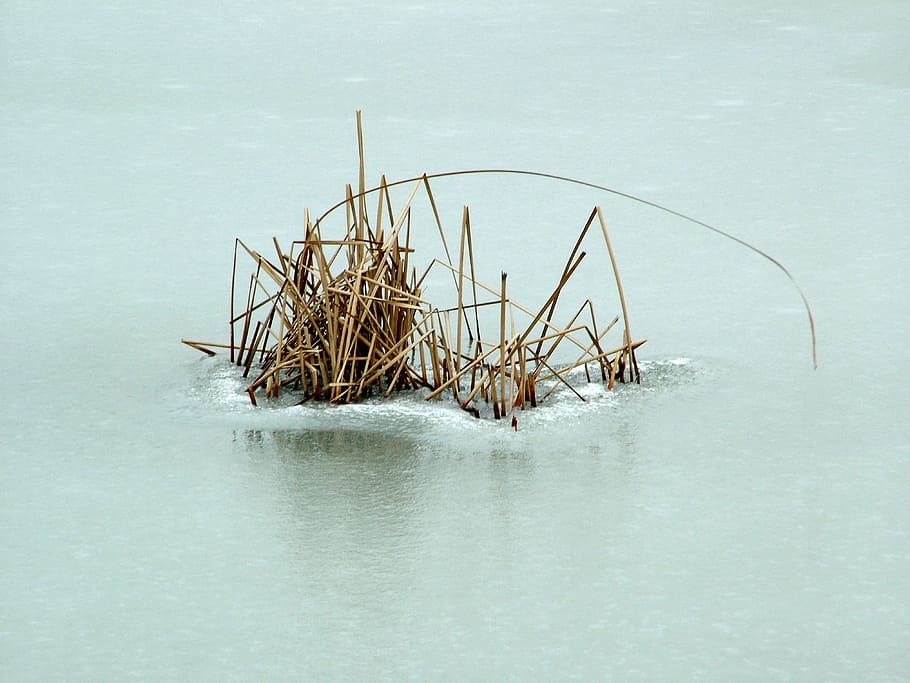 winter, dry reed, small view, water, sea, nature, waterfront HD wallpaper