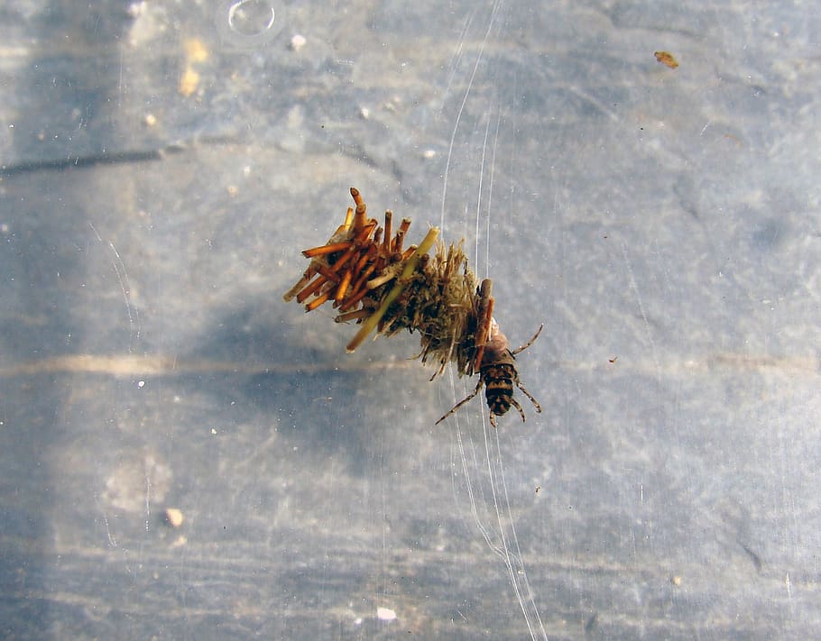 dragonfly, larva, aquatic, cocoon, pupa, insect, animal, nature HD wallpaper