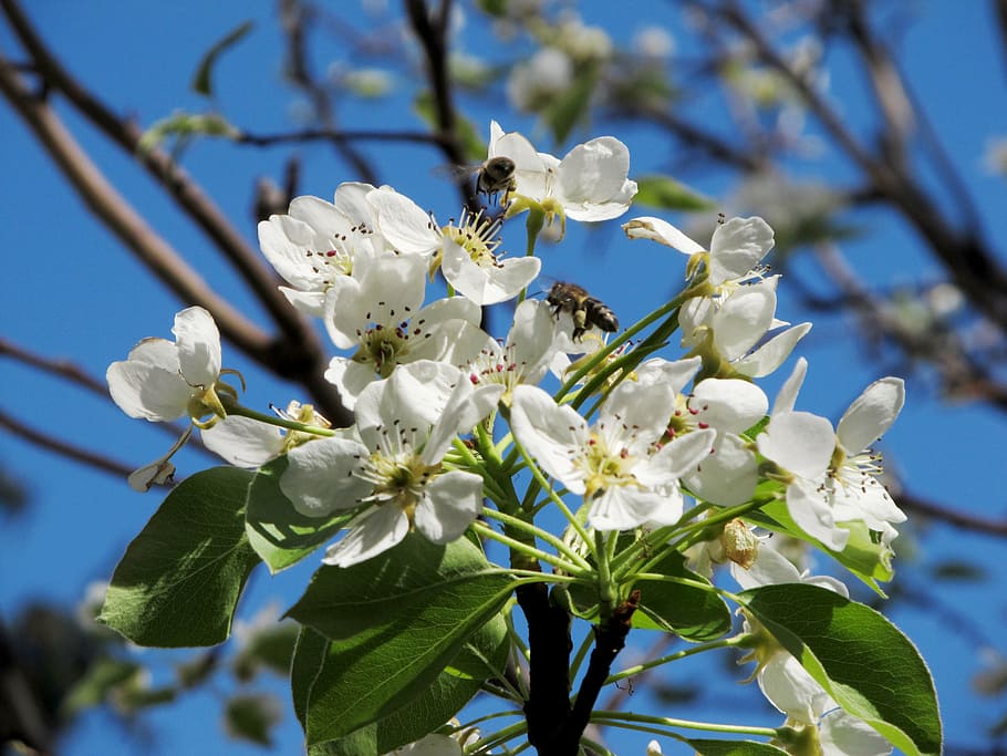 pear, flower, bee, spring, nature, bee on flower, flowering plant HD wallpaper