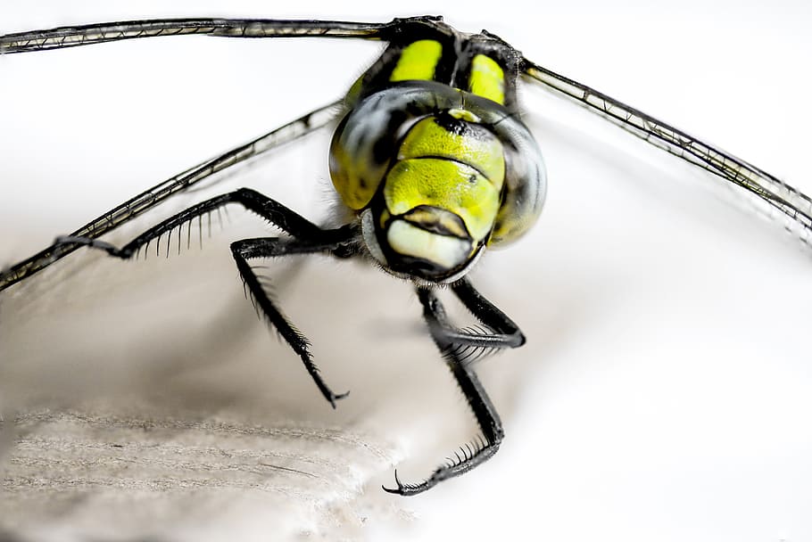 insect, dragonfly, close, macro, wing, demoiselle, invertebrate HD wallpaper