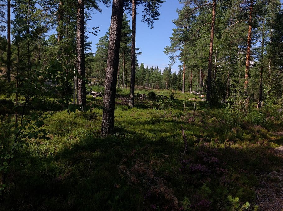 forest, green, trees, plant, land, growth, beauty in nature HD wallpaper
