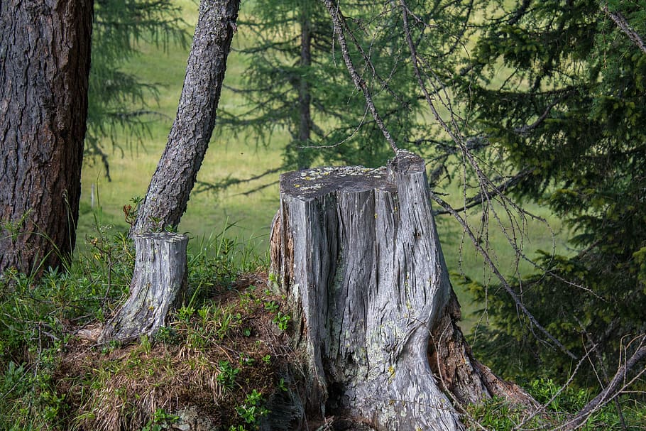forest, tree stump, moss, nature, green, wood, log, landscape HD wallpaper