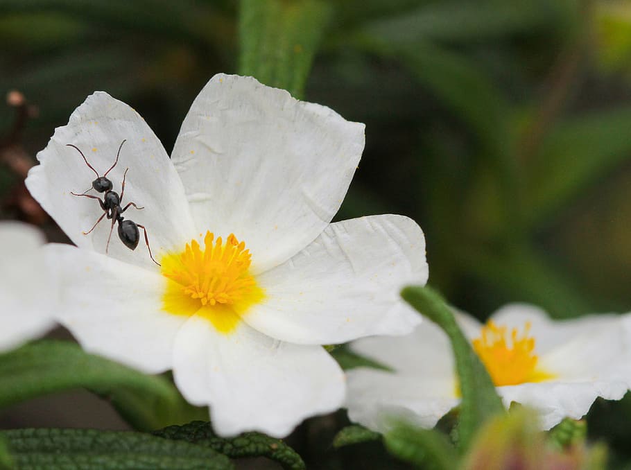 ant, cistus, flowers, insect, nature, close-up, outdoors, bee HD wallpaper