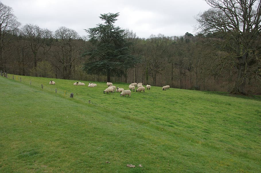 devon, sheep, england, plant, domestic animals, pets, tree HD wallpaper