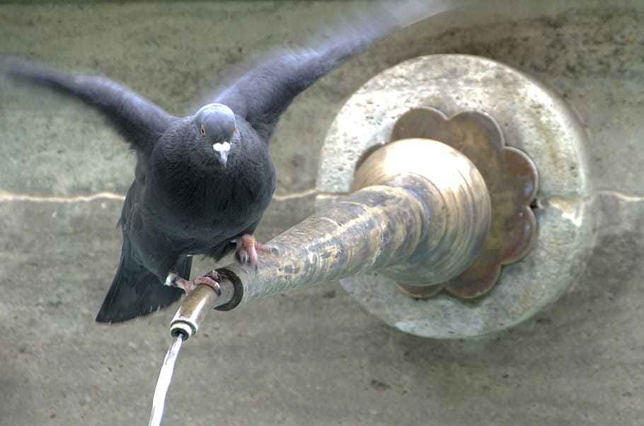 dove, bird, wing, animals, city pigeon, fountain, one animal HD wallpaper