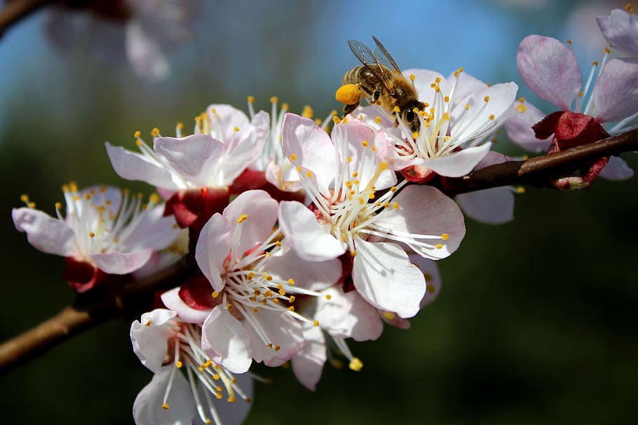 bee, diligent, garden, flower, pollen, green, white, petal HD wallpaper