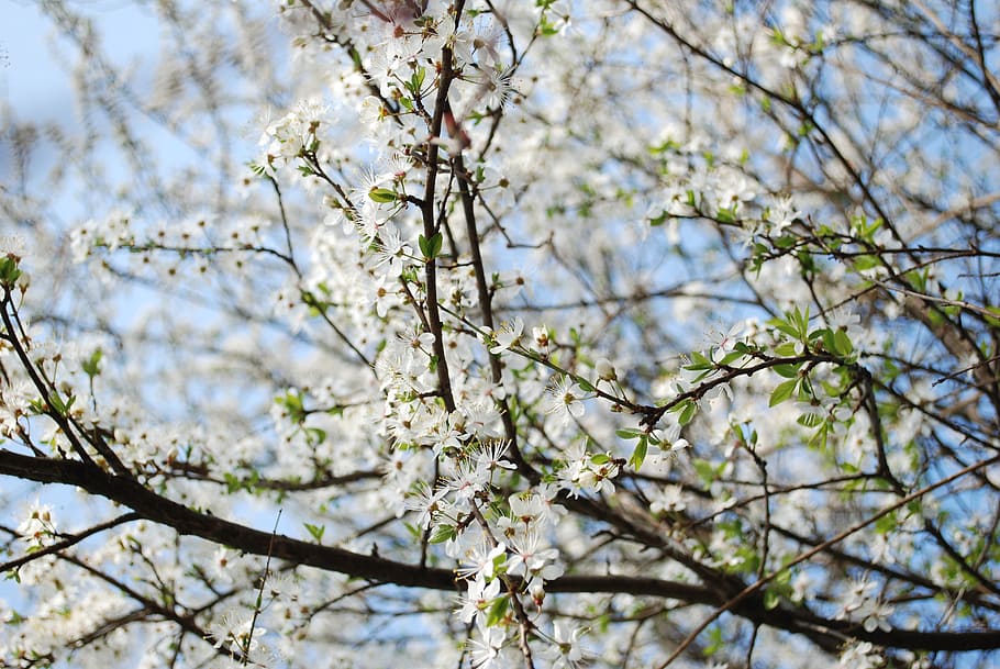 nature, spring, flower, blossom, flowering plant, branch, springtime HD wallpaper