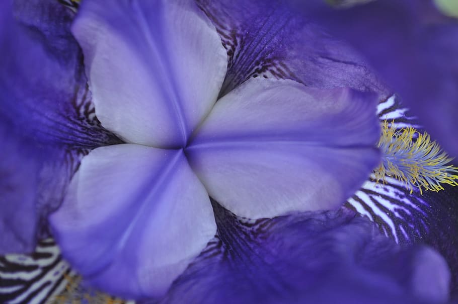 flower blue, spring, close, nature, plant, freshness, flowering plant HD wallpaper