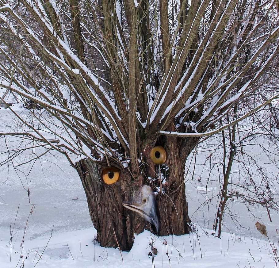 Tree, Eyes, Owl, Surreal, Digital Art, photo montage, composition HD wallpaper