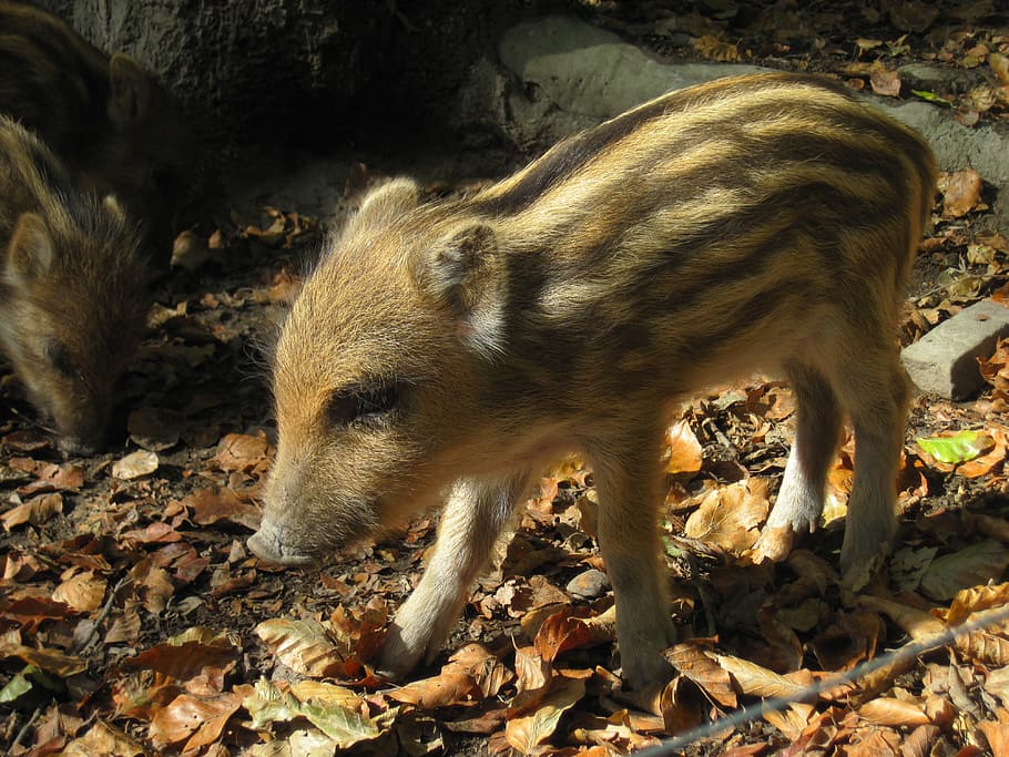 Launchy, Boar, Young Animal, Nature, forest, mammal, head drawing HD wallpaper