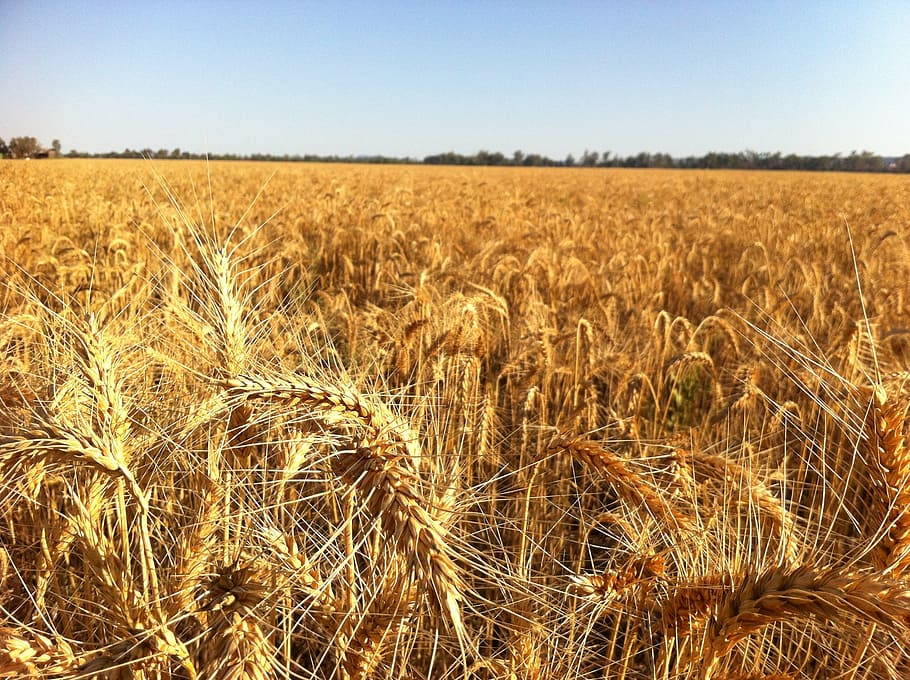 ripe, for, harvest, 2, agriculture, field, landscape, crop HD wallpaper