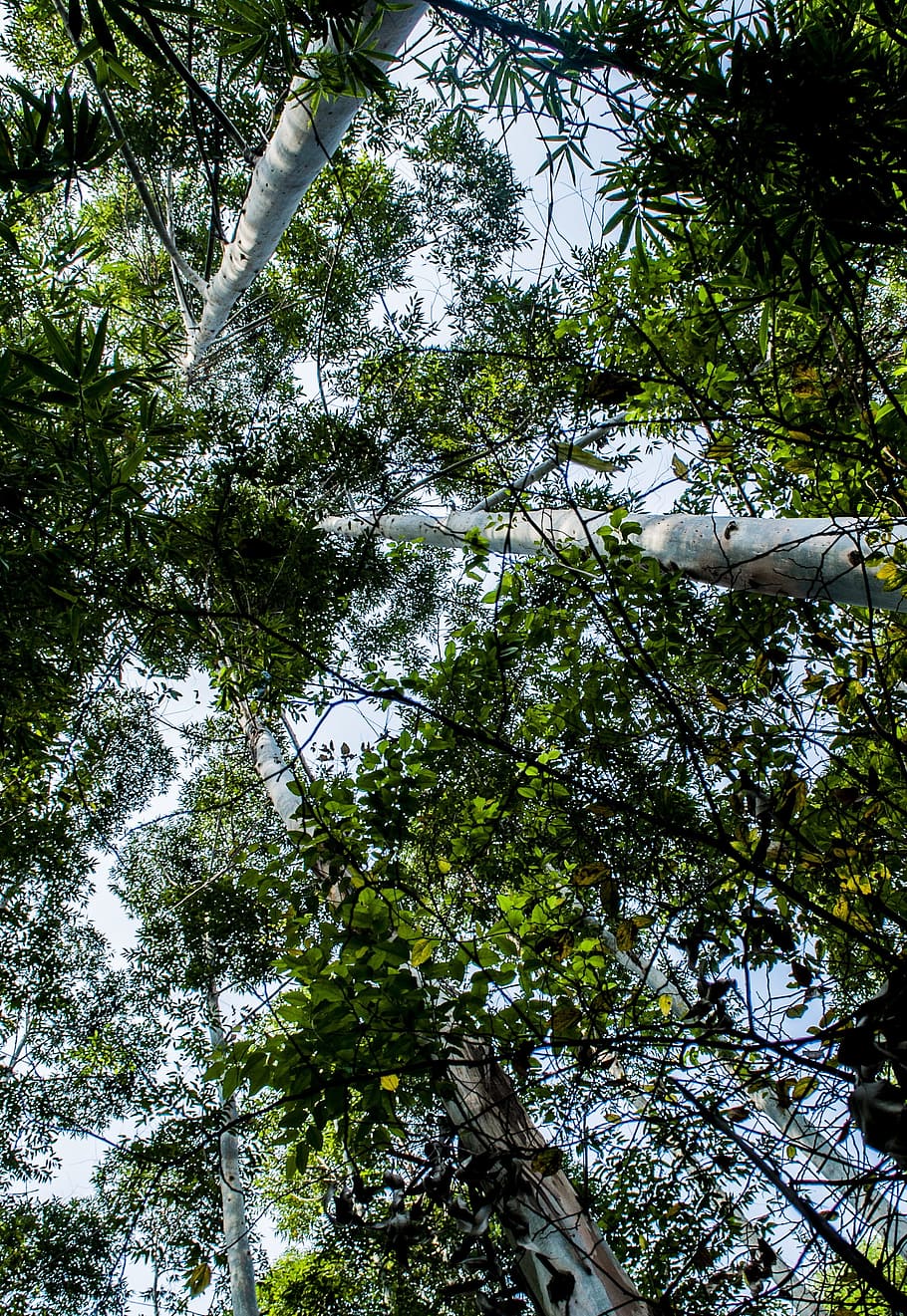 Woods, Perspective, Tall, Forest, tree, low angle view, nature HD wallpaper