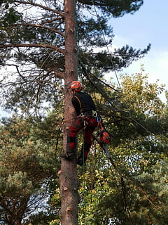 tree logger, chainsaw, forestry, outdoors, tree Surgeon, men HD wallpaper